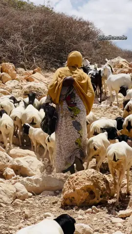 Hoyo mcn hada jeceshahay muqalkan meel dheer garsii 😭😭#goatgeesey #alizaki #hooyomacaan #somalitiktok #fyb 