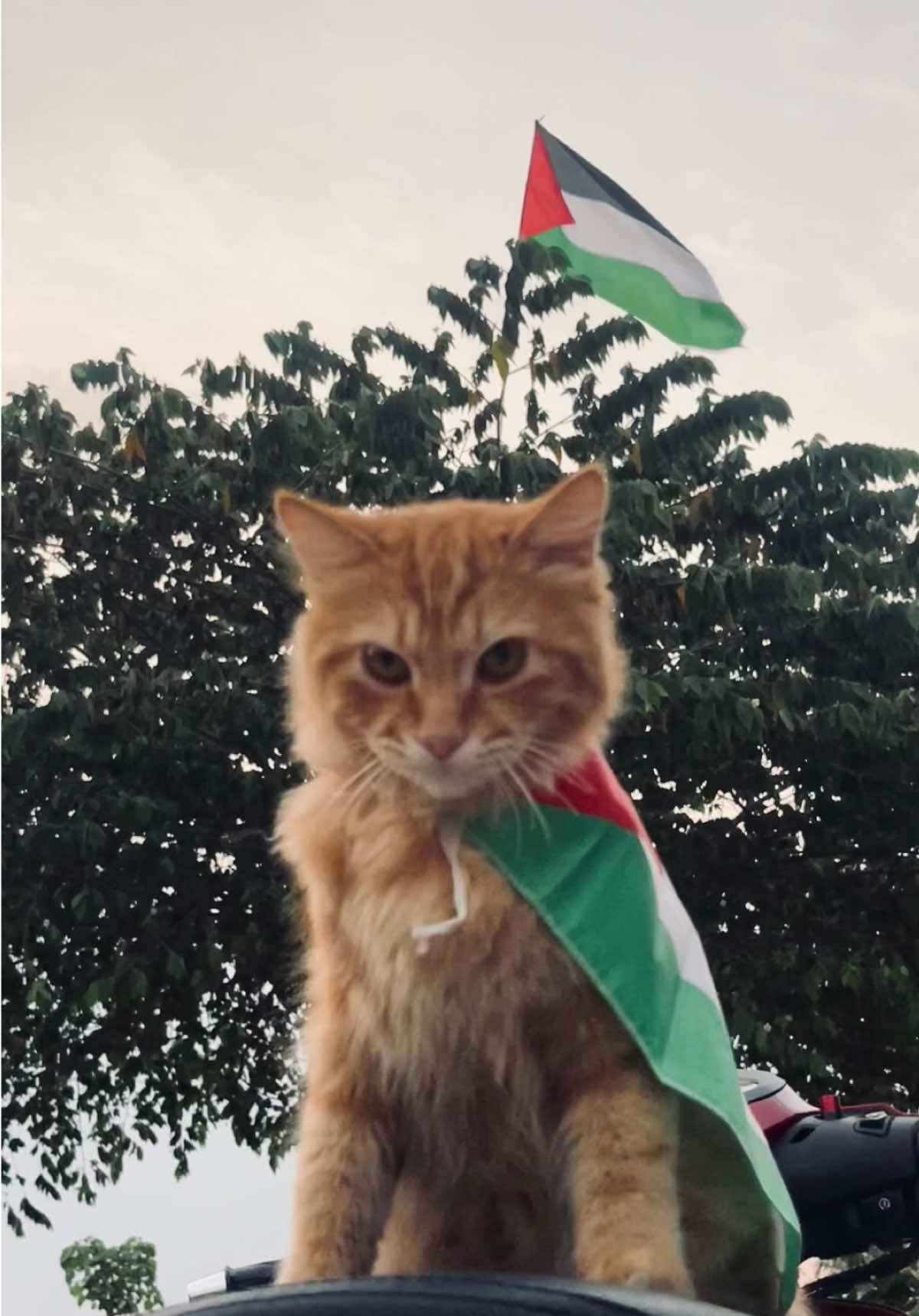 #fyp#freepalestine🇵🇸❤️ 