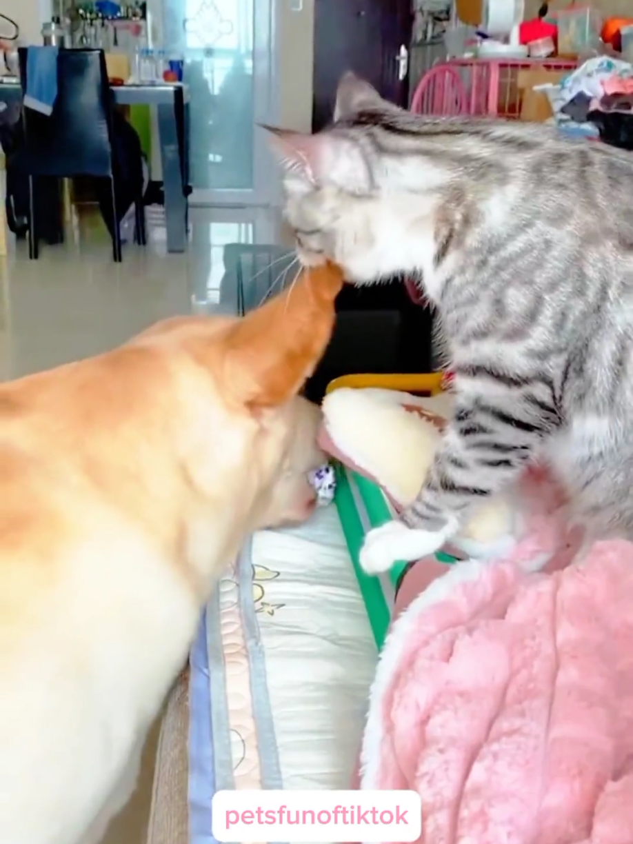 cat and dog funniest video #cat #funnycat #catlover #catsoftiktok #lovelycat #cutecat #dog #dogsoftiktok #funnydog #funnydogvideos 