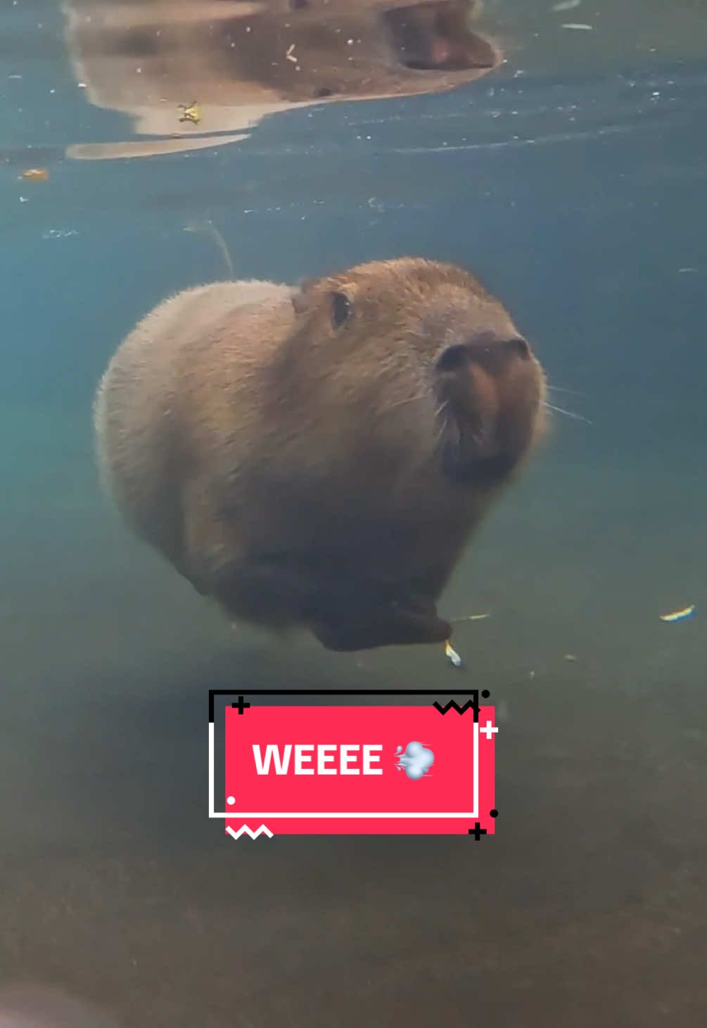 Capy weeee…💨 💭 Did you know capybaras can stay underwater for up to five minutes! 💦 #capybara #weee #trend #funnyanimals #funny 