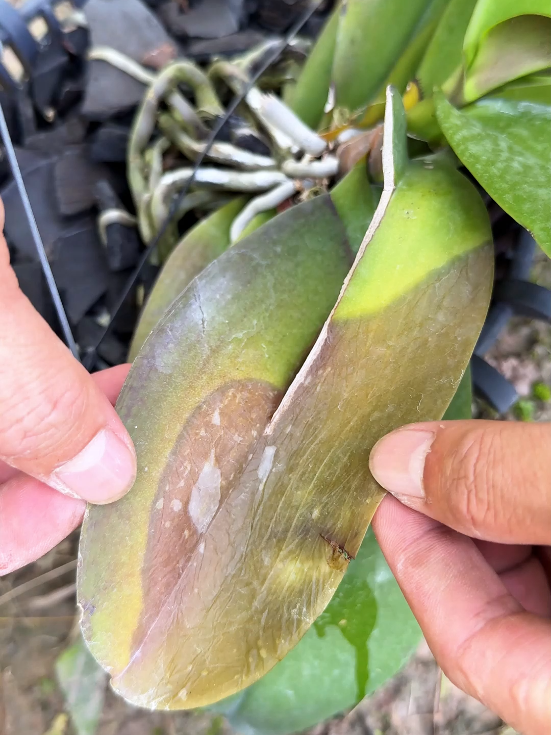 Combo ngừa thối nhũn cả nhà có chưa?#melan #landep #hoadep #thoinhuncaylan