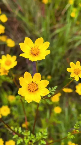 #thankyou 🙏 Golden blooms of Adey Abeba and the vibrant yellows of Dallol paint the perfect picture of transition as Pagume comes to an end and a new year begins. 🌼 In just 6 days, we set off for our grand finale adventure of the year: Dallol & the Danakil Depression! 🌋 A heartfelt thank you to everyone who’s journeyed with us, shared campfires, and explored Ethiopia’s wonders by our side this year.  Here’s to one more unforgettable trip before we step into a fresh new chapter.  #creatorsearchinsights #ethiopia #landoforigins #DanakilDepression #Dallol #visitethiopia #TravelEthiopia #AdeyAbeba #PagumeVibes #AdventureAwaits #guzoadwahiking #travel #trekking