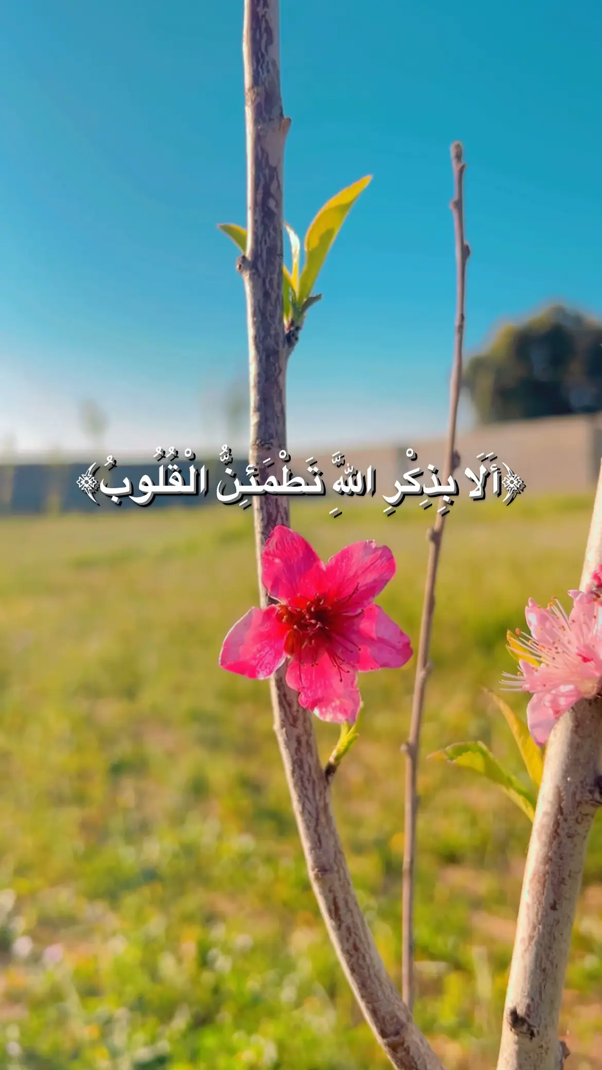 #قران_كريم #الابذكر_الله_تطمئن_القلوب_أذكرو_الله #لايك #اكسبلور 