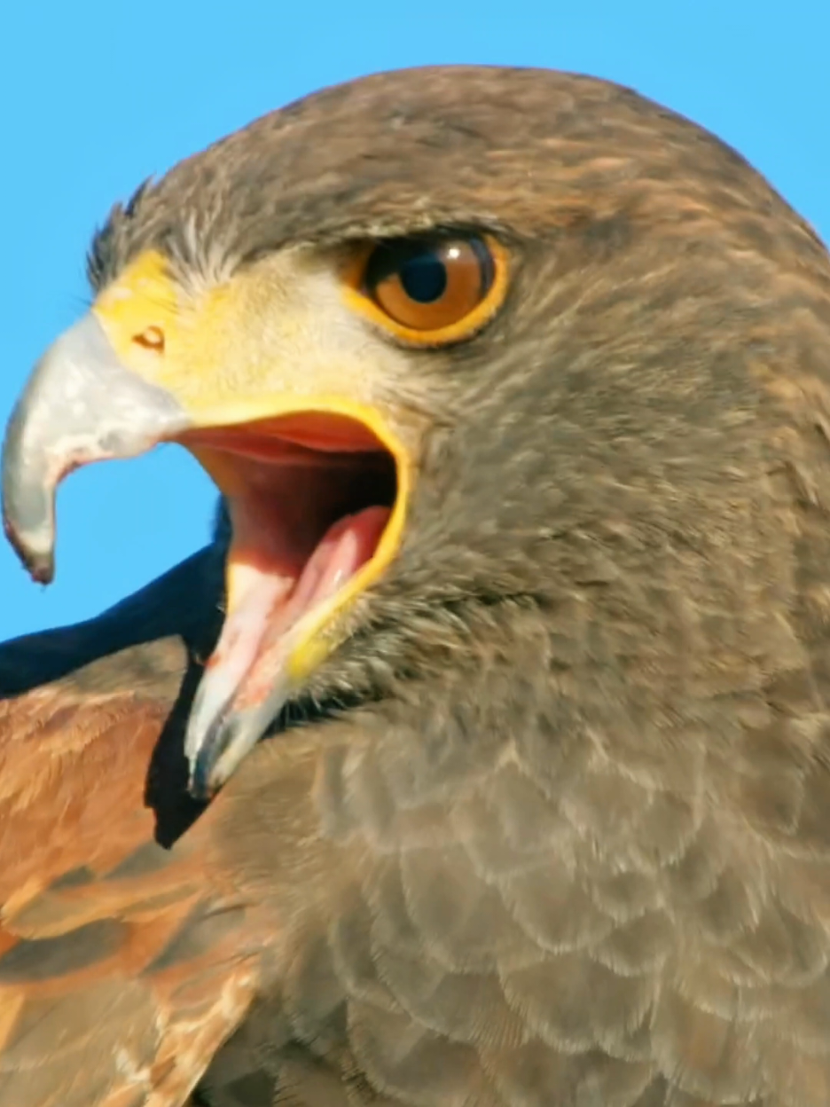 #animals #eagle #wildlife #animalsworld #amazon #usa🇺🇸 #france🇫🇷 #fypシ 