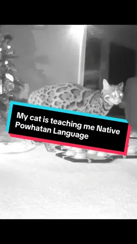 So this is interesting... Flounder watched Pocahontas teach John Smith how to say 