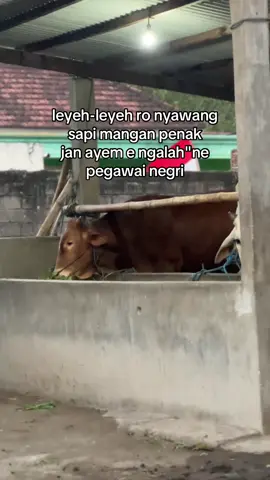 syahdu#blantiksapi 