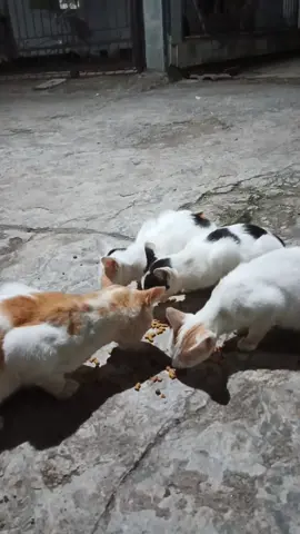 ini kucing ga tau kucing siapa, tapi kita kasih mkn, kasihan lihatnya