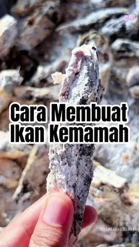 Ada yang tau ikan Kemamah atau ikan kayu? Ikan Kemamah Bahan: Ikan Tongkol 5 kg Garam secukupnya Jeruk nipis 2 buah Tepung kanji secukupnya (Ikannya dijemur selama 2 hari ya, atau sampai mengeras) Cara membuat tonton video ya👍 #masak #masakaceh #masakan 