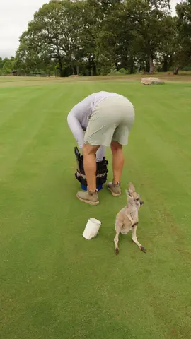Unexpected visitor  #lawnrenovation