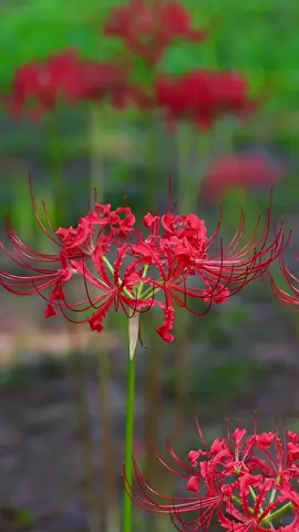 Màu đỏ vẫn chân ái nhất nha các bà ! Đang đợi màu xanh cho hoa 