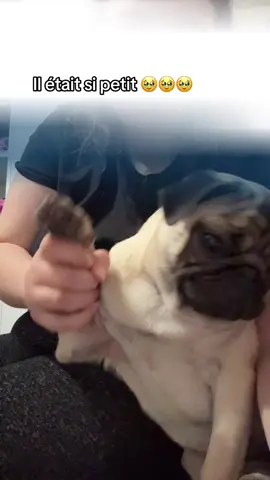 C’était dans mes brouillons, il était tellement petit 🥺🥺 #fyp #pug #carlin #dog #caen 