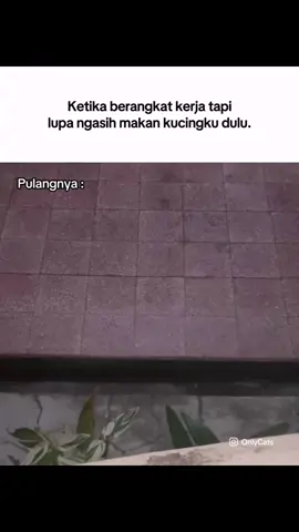 Aku bisa jelasin🗿 #memekucing #kucingras #kucingoren #makanankucing #pulangkerja #kerja #catlover #pov #mk #relateable #fyp #cat #catsoftiktok 