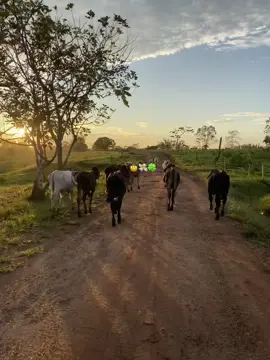#parati #viralvideos #ganaderia🐂🐎 