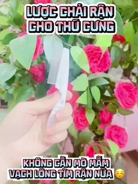 Lược Chải Rận- Lược Truy Tìm Rận Cho Pet. Chỉ Cần Có Lược Này Là Lùng Hết Rận Chỉ Trong Tích Tắc Ạ #luocchairanchomeo #viralvideo #xuhuongtiktok 