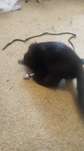 #мяу #котики #котенок #милыекотики #милые #гойда 