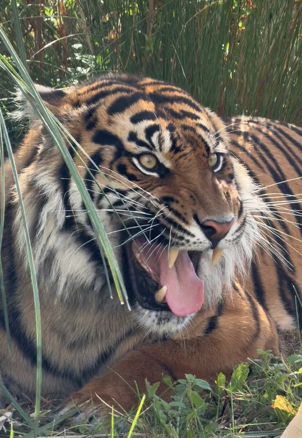Tujuh is firmly asserting himself as the King of Lincoln Zoo! 🐯 #LincolnZoo #Tiger #SumatranTiger #Conservation #Wildlife 