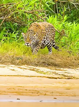 #fyp #wildlife #animalsworld #foryoupage 