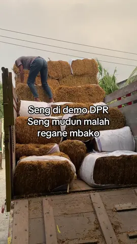 Sabar pak tani #fyp #bojonegoro 