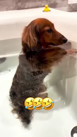 🤣🤣 #dog #cat #voiceover #funny #animals 