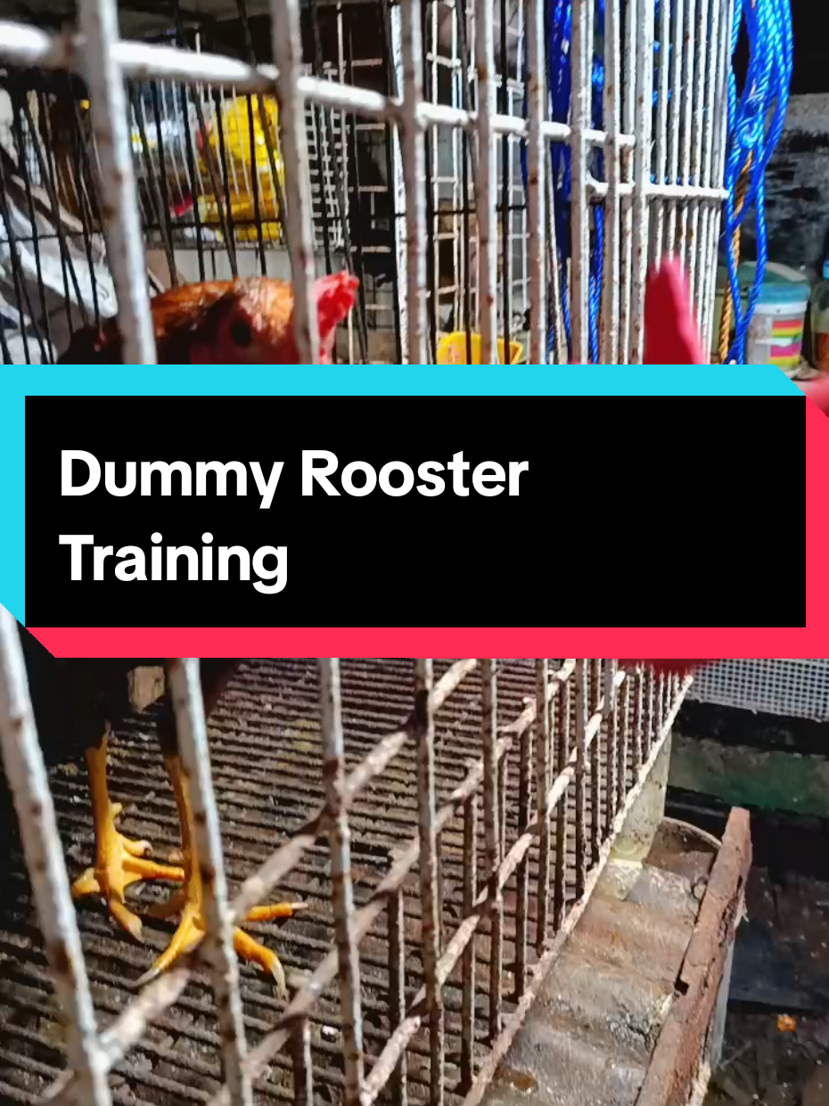 dummy rooster training para sa Alagang manok #dummyrooster #dummycock #dummyroostertraining #dummytraining #teesandkicks 