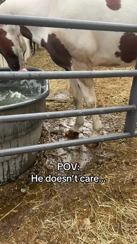 Just daily life with Chief! #horsesoftiktok #pov #fyp #water #sillyhorse