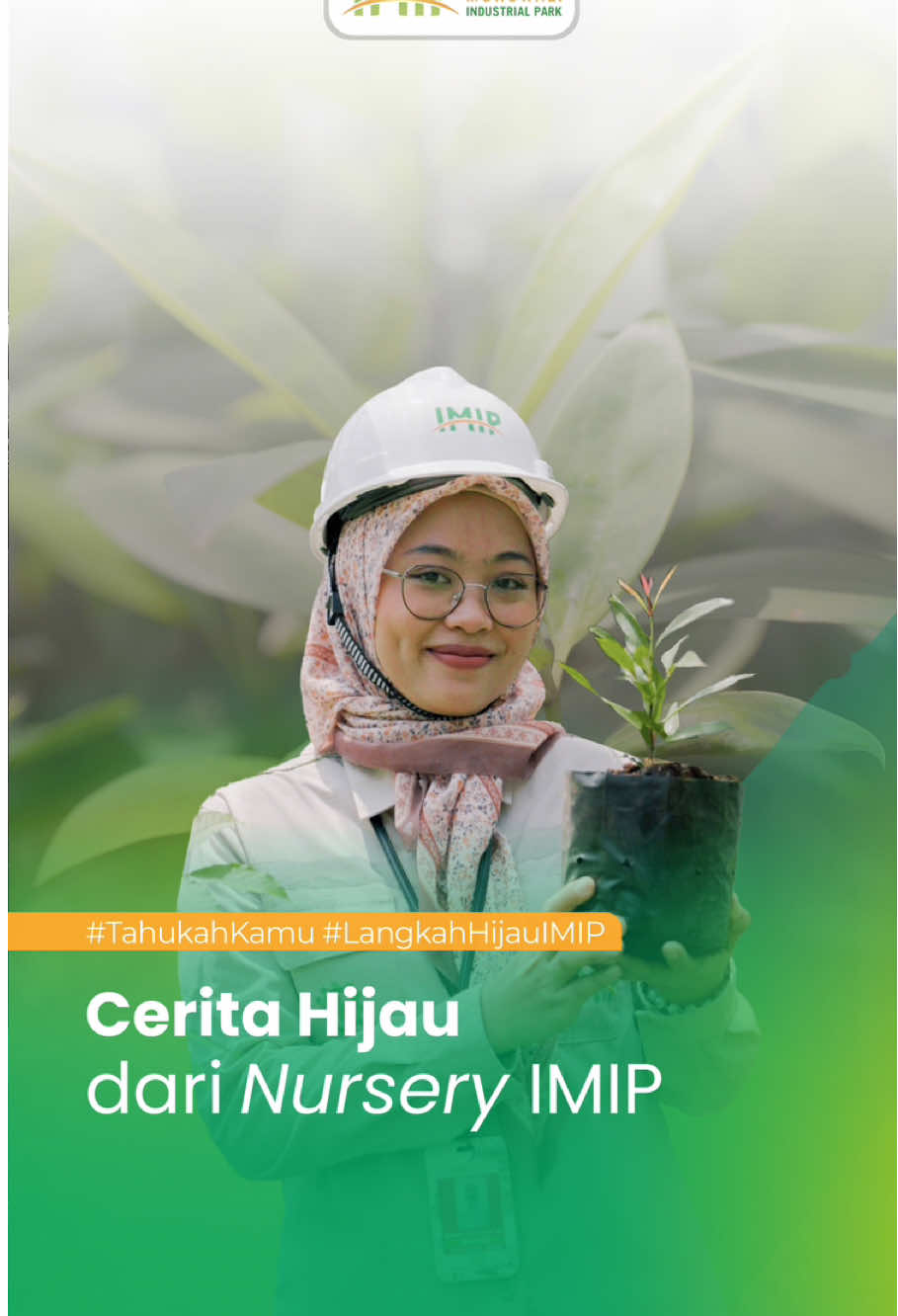 Halo Kawan IMIP, dibalik hiruk pikuk industri ada satu tempat yang penuh dengan ketenangan yaitu nursery IMIP. Disini terdapat 45 jenis tanaman mulai dari pohon peneduh, pohon produktif hingga tanaman hias, yang dirawat sebelum didistribusikan ke dalam dan luar kawasan. Sejak tahun 2019 hingga 2025, sudah ada 52.606 bibit pohon yang didistribusikan ke dalam maupun luar kawasan. Langkah ini merupakan bukti nyata komitmen PT IMIP untuk terus menjaga keseimbangan alam dan menghadirkan lingkungan yang lebih hijau. Karena kami percaya, satu pohon yang kita tanam hari ini merupakan kehidupan untuk generasi selanjutnya.  Kawan IMIP, apa aja sih langkah hijaumu untuk mendukung bumi? Spill di kolom komentar yaa! #BersamaIMIP #TogetherWeCan#HijauUntukMasaDepan #GoGreen #SatuPohonSejutaManfaat      