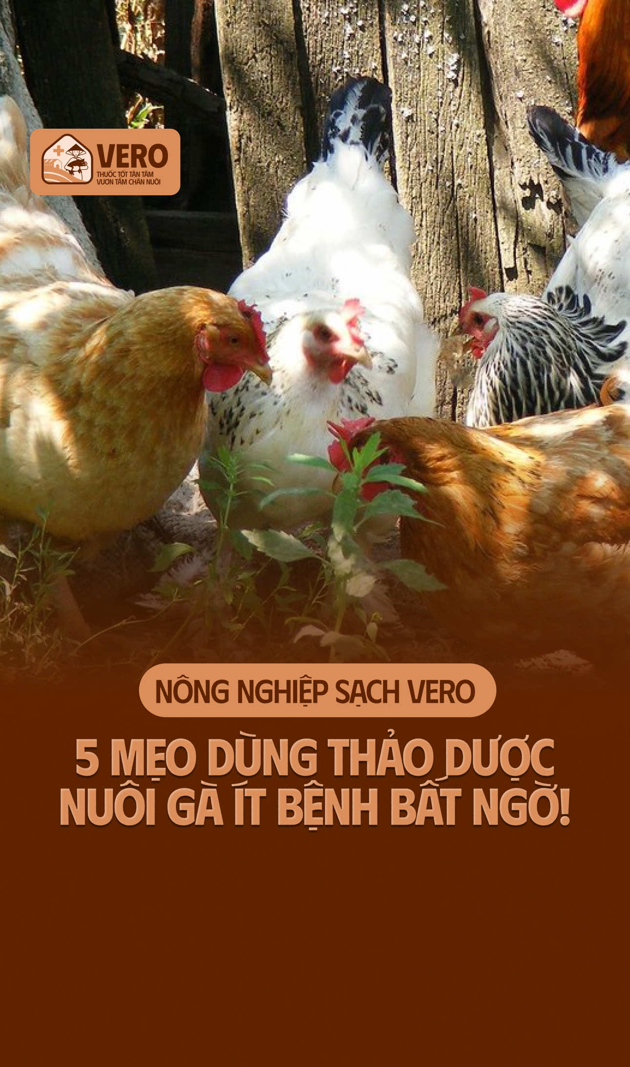 5 mẹo dùng thảo dược giúp gà khoẻ mạnh, kết quả bất nhờ Bà con lưu lại để áp dụng nhé #BSTYXuanDoi #VERO #KienThucChanNuoi #LearnOnTikTok #xuhuong 