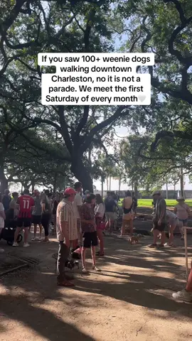 If you’re in Charleston the first Saturday of the month you’ll see all of us walking downtown 🙃 #charlestonsc #chs #weenie #dogs 