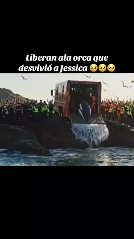 Jessica y la orca que la desvivio#creatorsearchinsights 