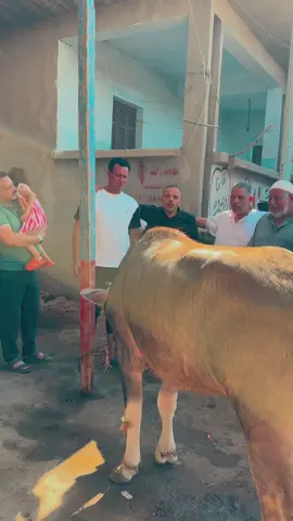 من ارض نشأ نبروه فرحه اولاد الخطيب الحاج سيد عبدالرحيم الخطيب 🐂🐂🐂🐑🐑 مملكه الحاج رضا ابو شوشه من غيره مغشوشه نشأ في المملكه 🔥#شيف -الملوك #البابا👆