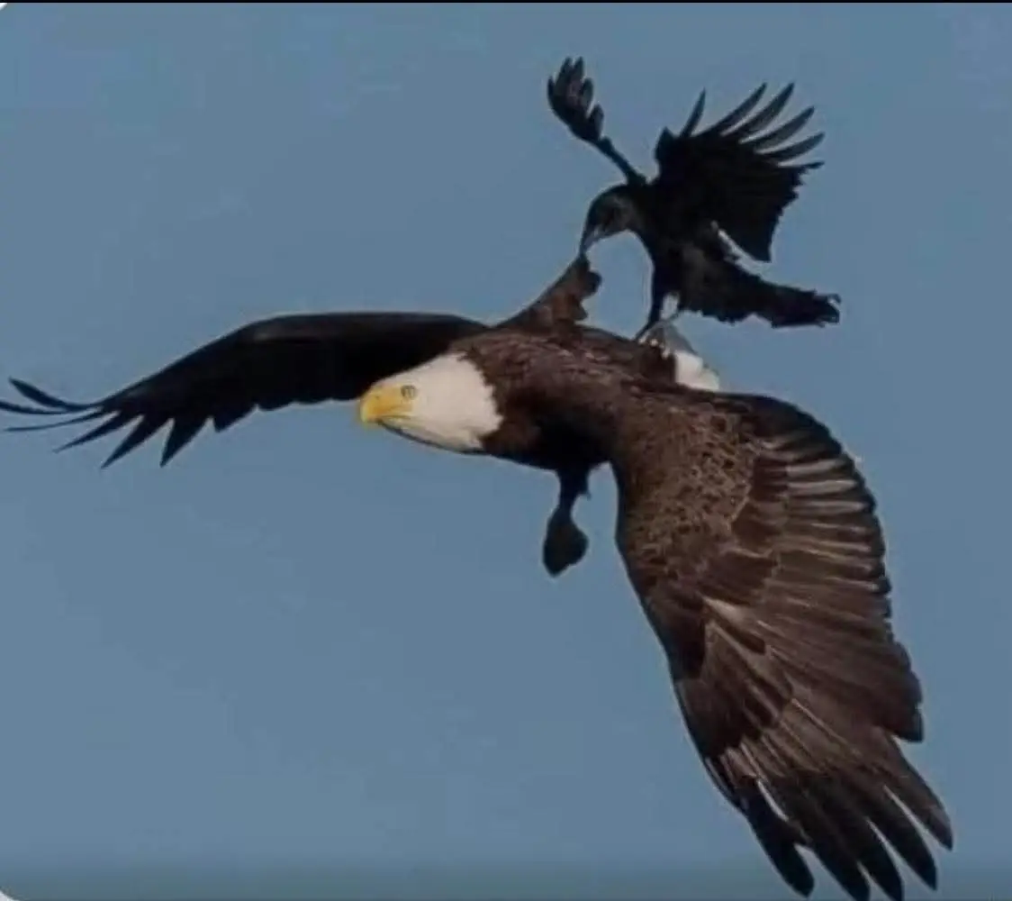 THE ONLY BIRD THAT DARES TO ATTACK AN EAGLE IS A CROW, BUT THE EAGLE NEVER FIGHTS BACK. HERE IS WHY: 1. The crow is the only bird bold enough to sit on the eagle's back and peck at its neck. Relentless. Annoying. But the eagle... stays calm. 2. The eagle doesn't flap. Doesn't fight. Doesn't waste energy. It does one thing: It rises. 3. The higher the eagle soars. The thinner the air becomes. The crow? It can't handle the altitude. 4. Eventually, the crow gasps. Loses strength...And falls off.Not because the eagle attacked But because the eagle ascended. 5. Let the crows talk. Let them peck. You don't have to respond. Just keep going higher. 6. They can't follow you forever. Your growth will suffocate their noise. So don't engage.ELEVATE✨ #fly #eagle 