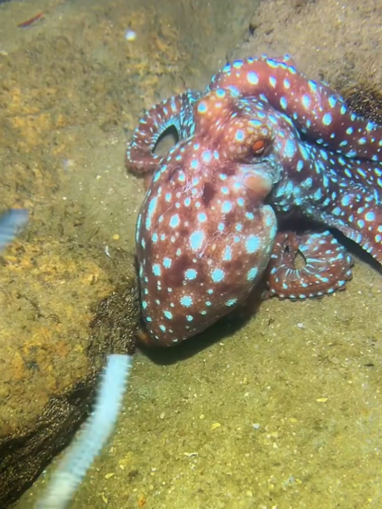 #diving #crab #catchthesea #seaside #seafood 