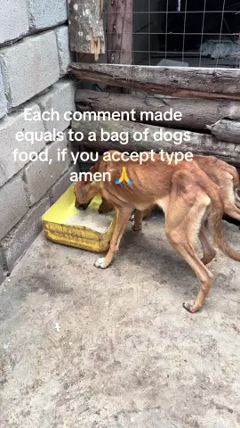 #dogsoftiktok #repost #Love #usa #adoptdontshop #poland🇵🇱 