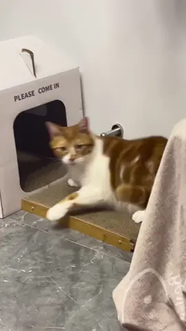 #catsoftiktok #funny #pet #funnyvideos #catlover 