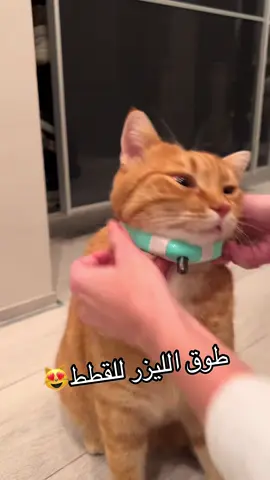 طوق الليزر التفاعلي للقطط -متعة لاتنتهي لحيوانك 😻🐈 رقم الهاتف :0659745678 المحل متواجد في سطيف حي لنقار تحت متوسطة بخوش  التوصيل متوفر 58 ولاية  Soyez les bienvenus #chat #animals #PetsOfTikTok #pets #dz 