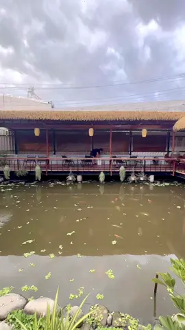Quán mưa,vắng nghèo thêm cha nào đờn nghe não thiệt