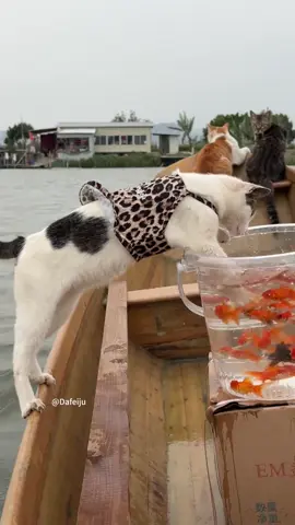 Captain's report#funnyvideos #cute#cat #longervideos 
