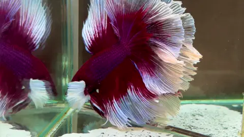 Dumbo Lavender Rose Tail #betta#fish #xuhuong #viraltiktok 