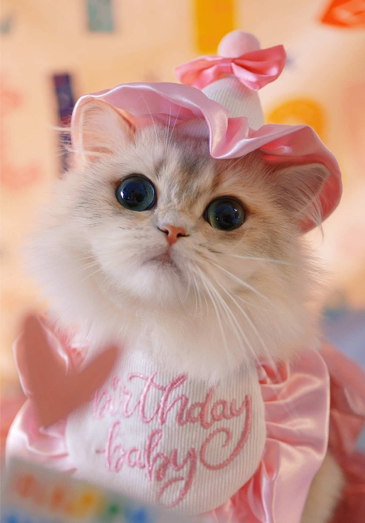 🙀: Happy Birthday woi Kedele bantet #kucing #kucinglucu #kucingtiktok @Unicharm Pet Indonesia 