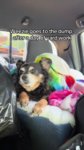 #eddie #chihuahua 