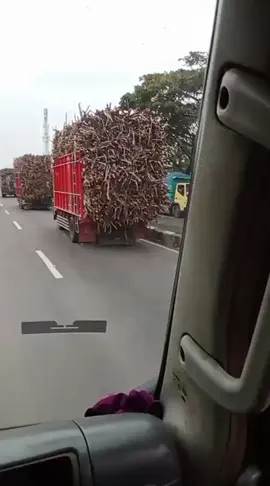Sampek ngerik ngerik pokok'e.... #tebubalap #fypシ゚viral #fyp ...