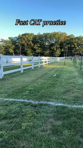 Fast CAT practice #fastcat #dogsports #dogsoftiktok #belgianmalinois #australiancattledog 