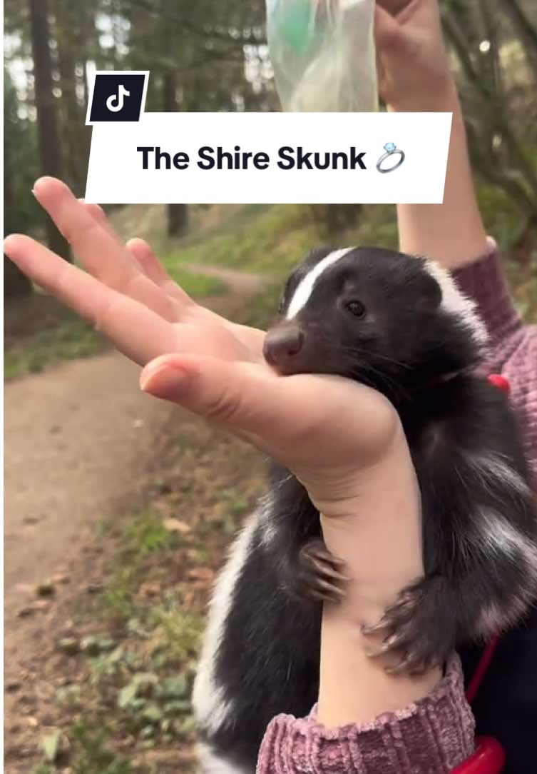 What if he asked you to take the Kibble of Sauron with him to Mt. Doom? #skunk #pet #animal #lotr #lordoftherings 