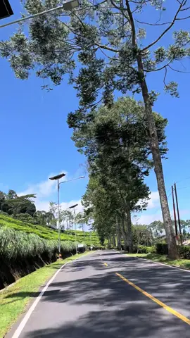 Vie Jalan Ciwidey tidak pernah gagal😍 #ciwideybandung #ciwideyrancabali #wisatabandung 