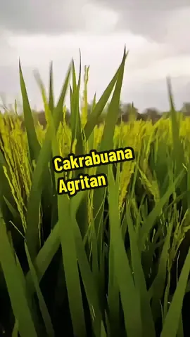 Padi genjah varietas Cakrabuana Agritan  #kangbayu #petaniindonesia🇮🇩🇮🇩🇮🇩🌿🌿 #agriculturetiktok #agriculture  #CapCut 