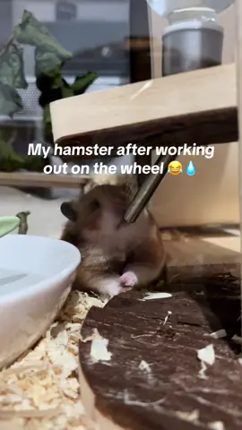 Chibi loves to drink water 😄💧#fyp #hamster #drinkingwater #hamsterdrinking #ngakak 