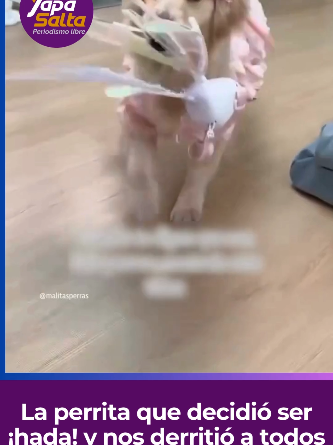 La perrita que decidió ser ¡hada! y nos derritió a todos