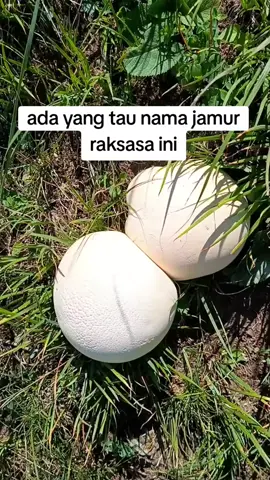 apa nama jamur ini? #jamurunik#videoviral #tiktokviral#