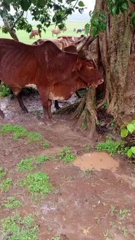 #ትዝ #አለኝ #የጥንቱ🥰🥰🥰🥰