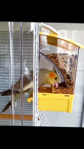 Auto-Dispensing Bird Feeder - Husk-Separating Seed Cup w/Spill-Proof & Splash Guard for Cockatiels/Budgies/Lovebirds | Mess-Free Foraging #NoMessBirdFood#NoSpillFeeder#NoSpillBird#cockatielchickcare #lovebirdlife 